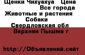 Щенки Чихуахуа › Цена ­ 12000-15000 - Все города Животные и растения » Собаки   . Свердловская обл.,Верхняя Пышма г.